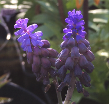 muscari latifolium (3).jpg